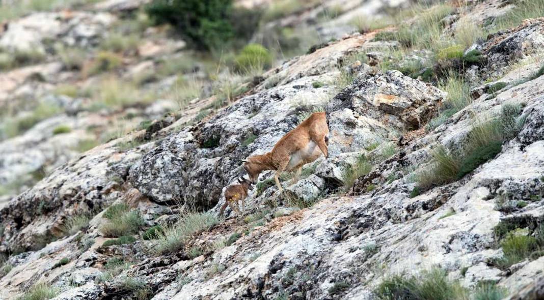 Nesli tehlikedeydi, Konya’da doğaya yeni umut oldular 2